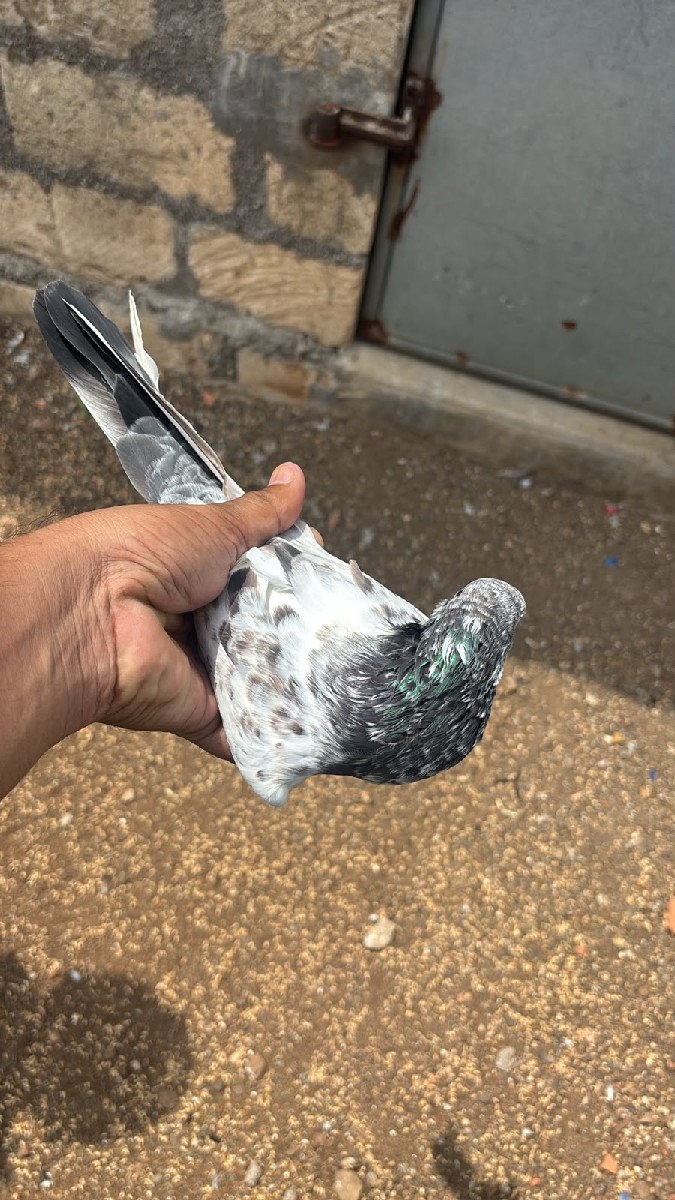 Post Image 2