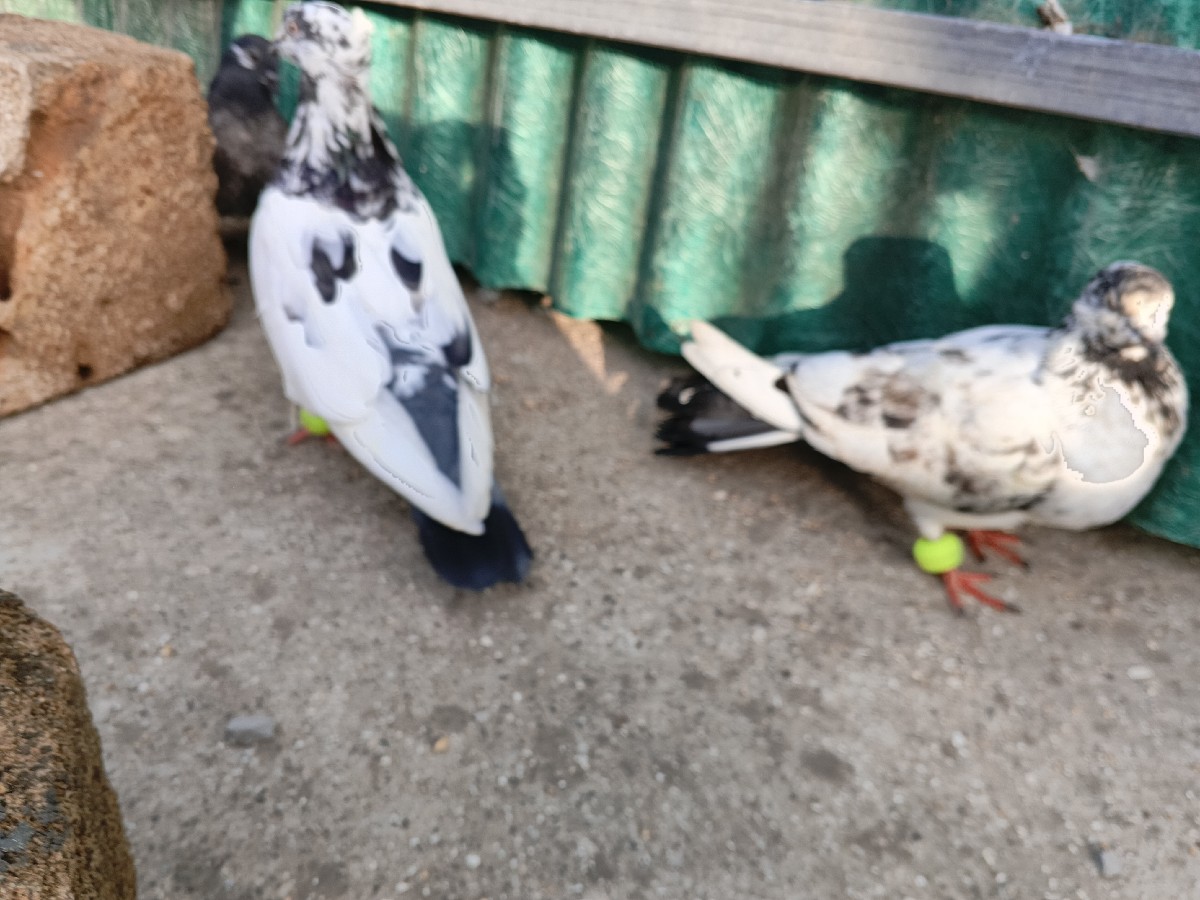 Post Image 3