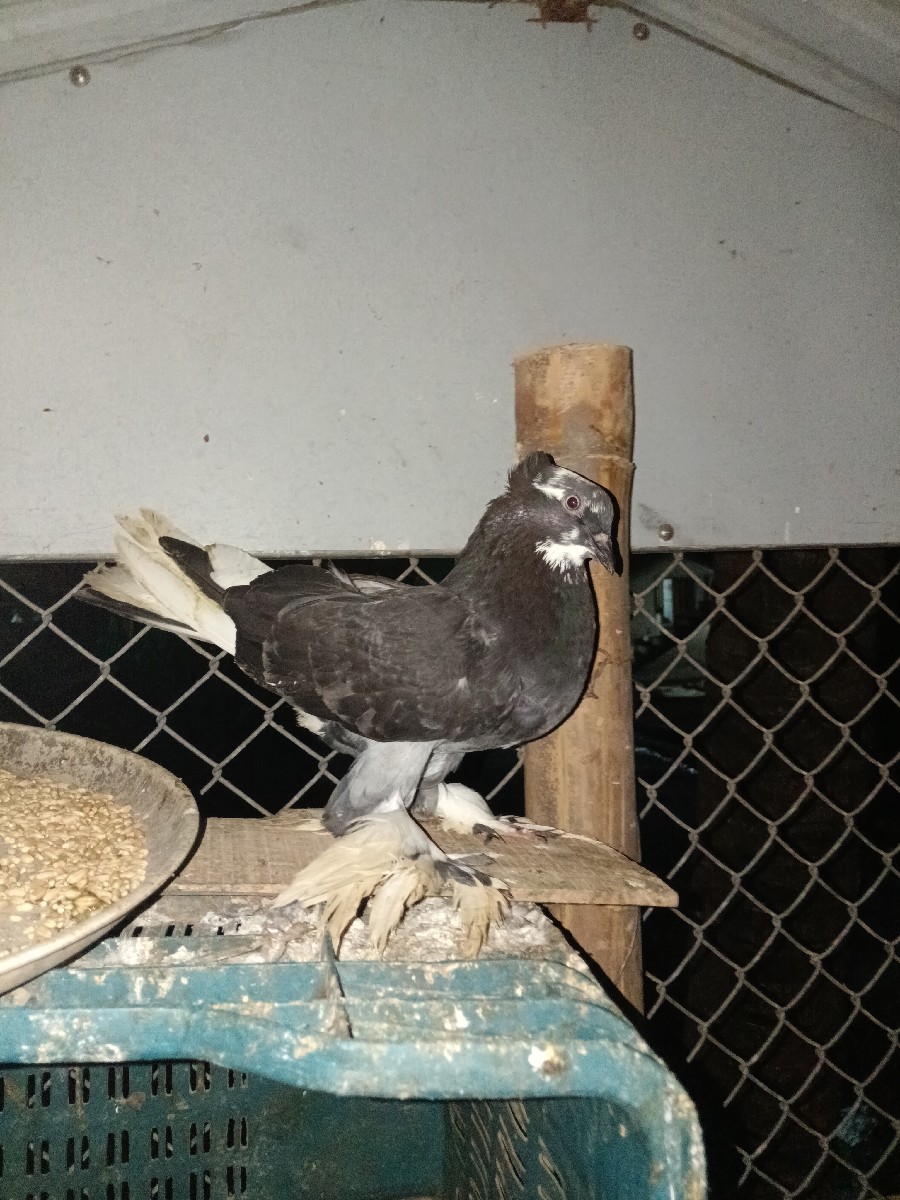 Post Image 3