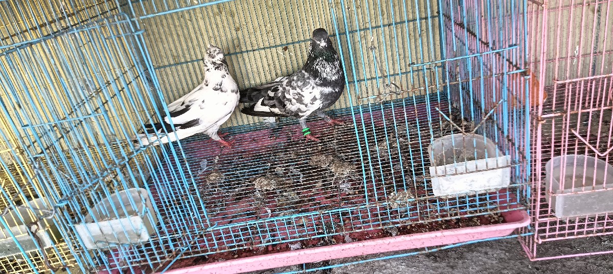 Post Image 2