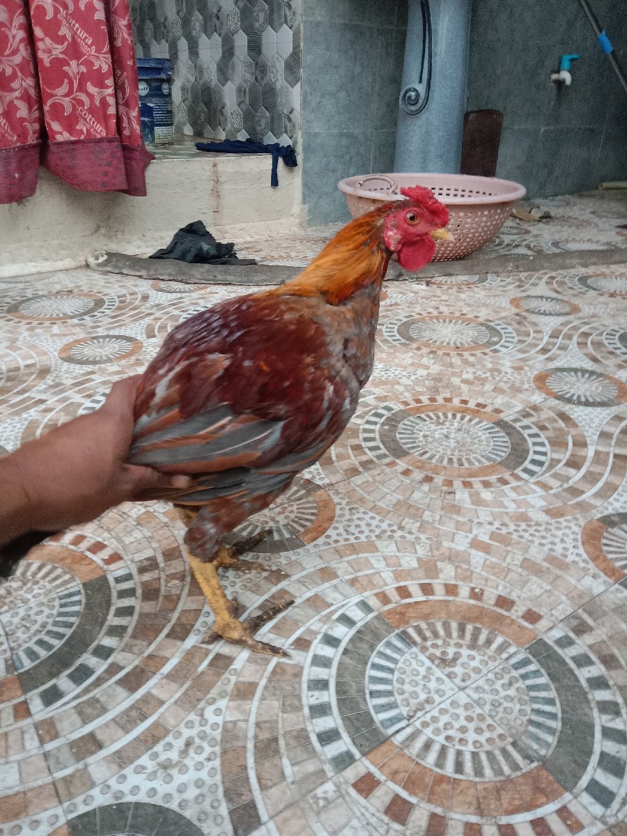 Post Image 2