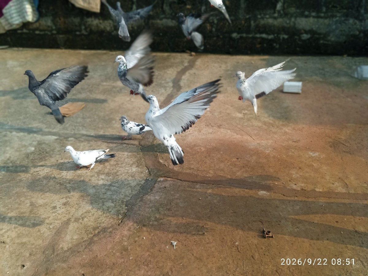 Post Image 2