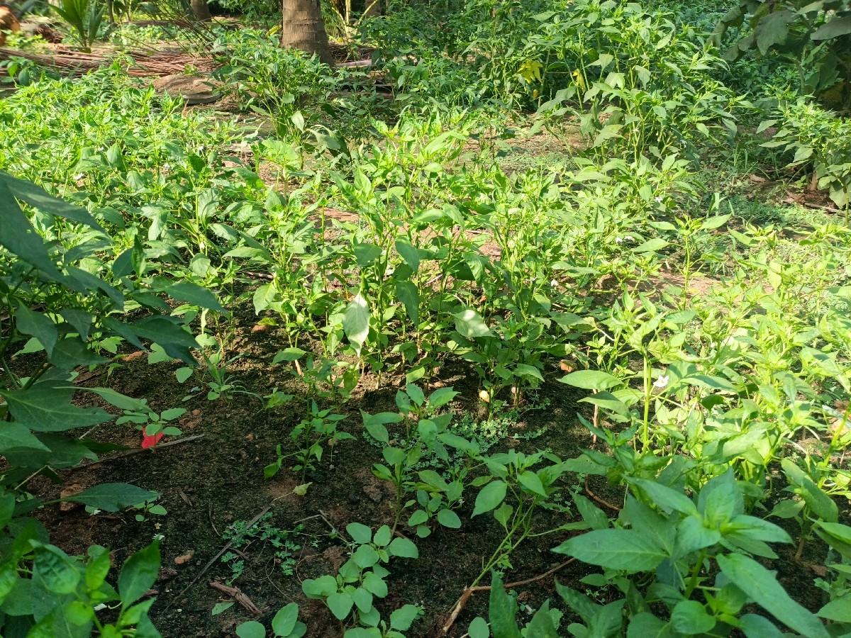 Post Image 2
