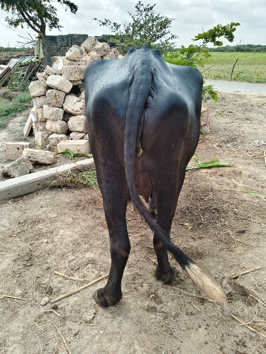Post Image 2