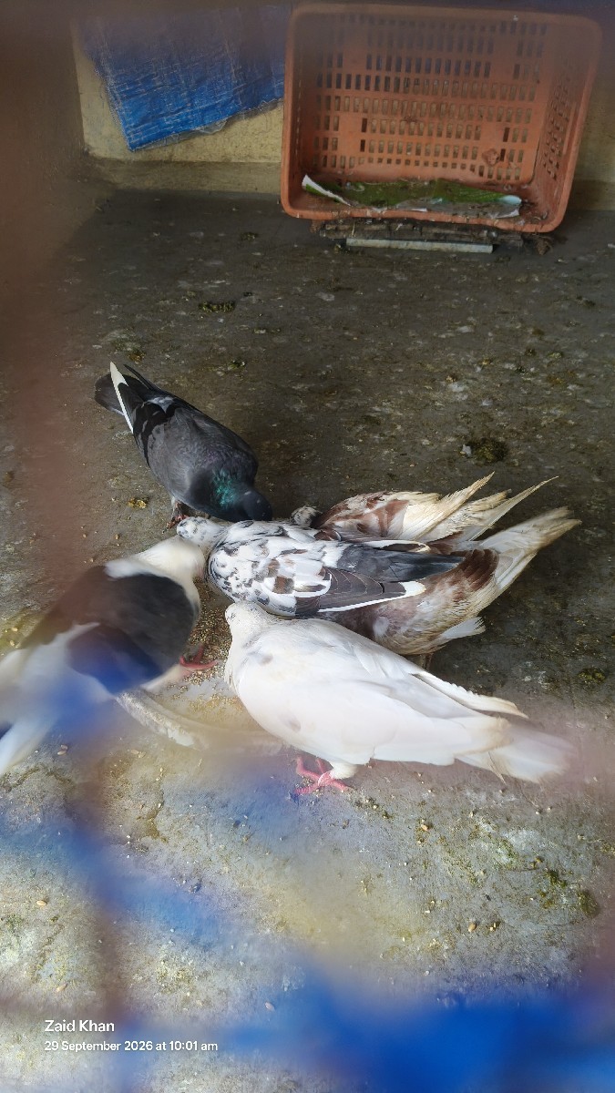 Post Image 2