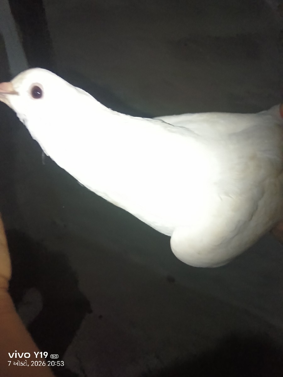 Post Image 2