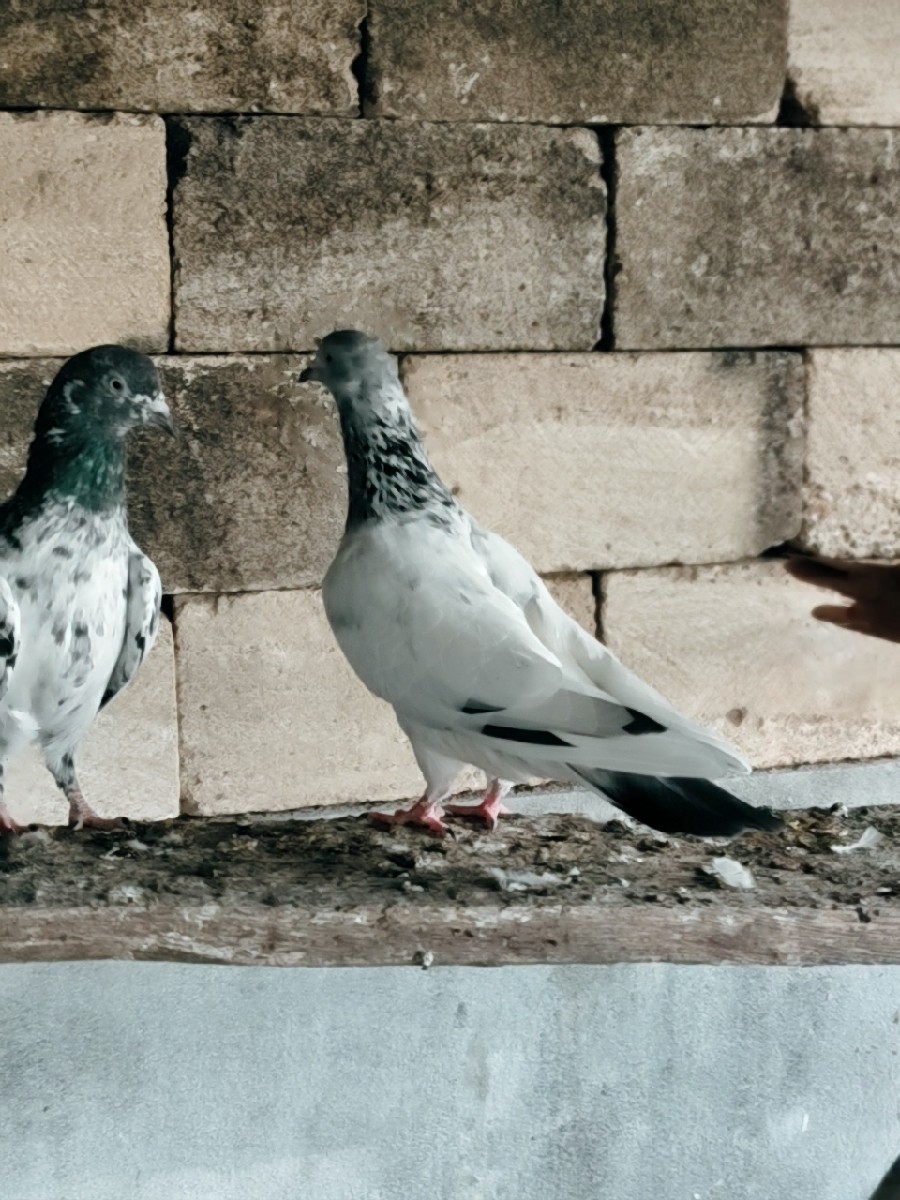 Post Image 2