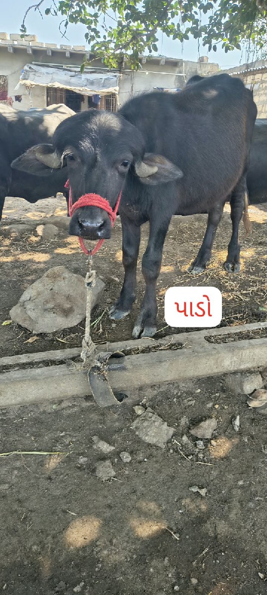 Post Image 3