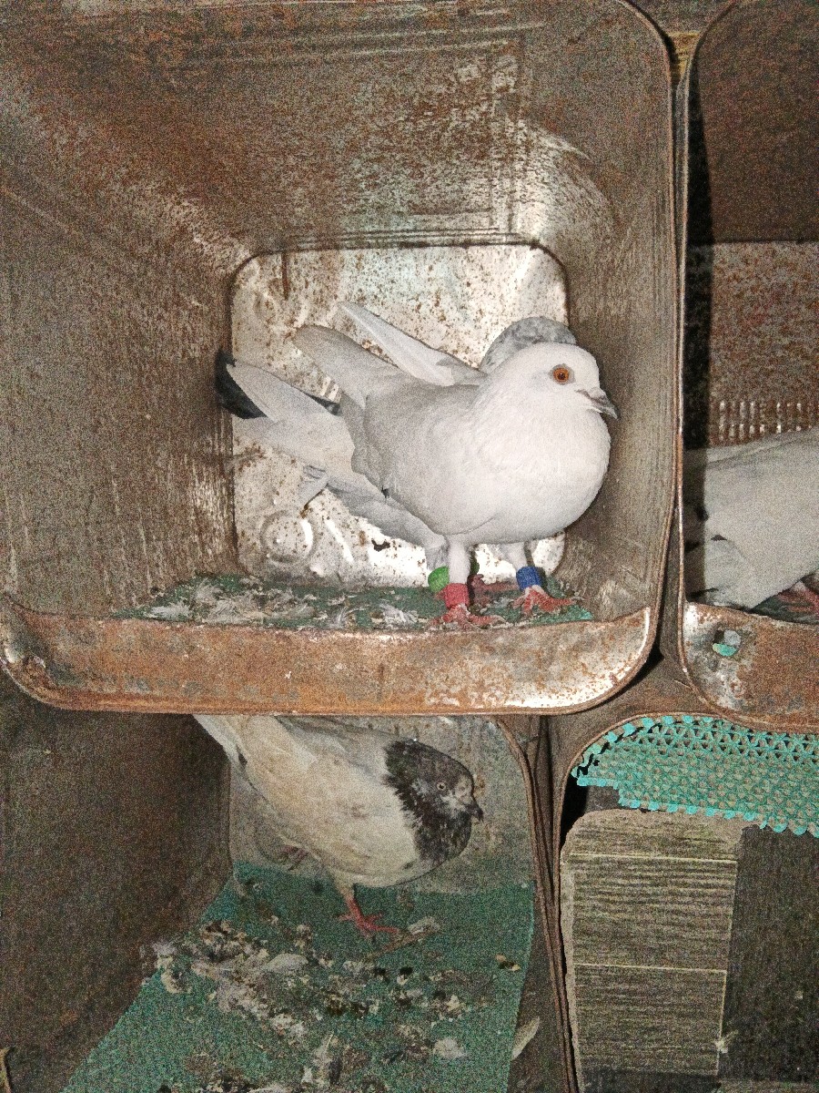 Post Image 2