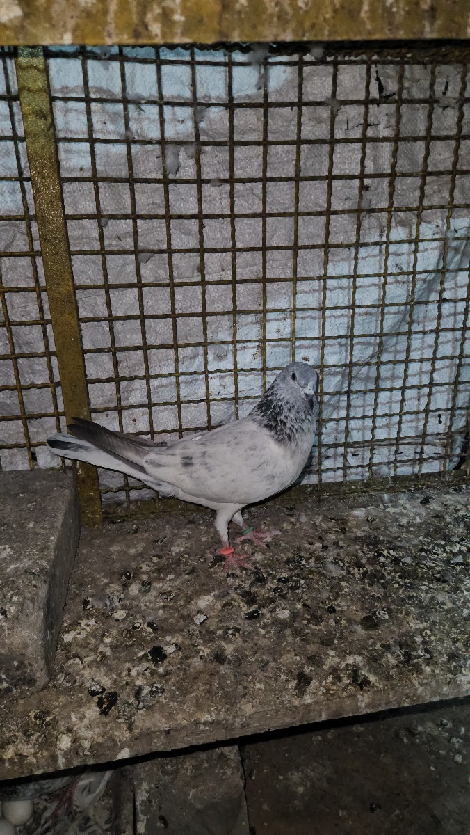 Post Image 1