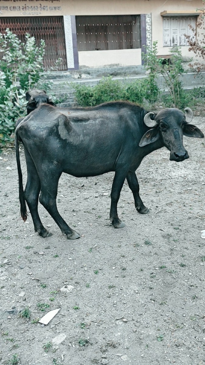 Post Image 3