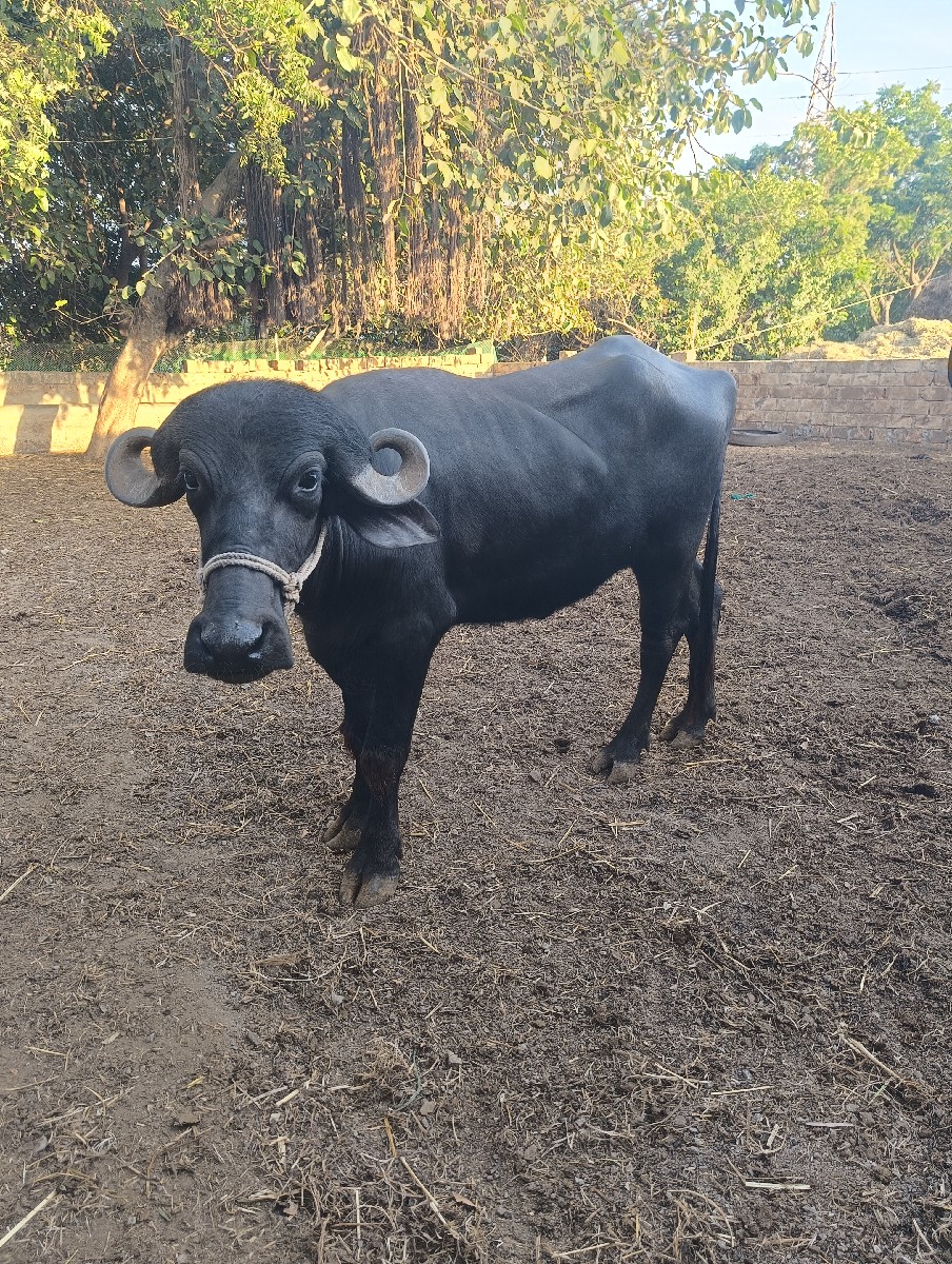 Post Image 2