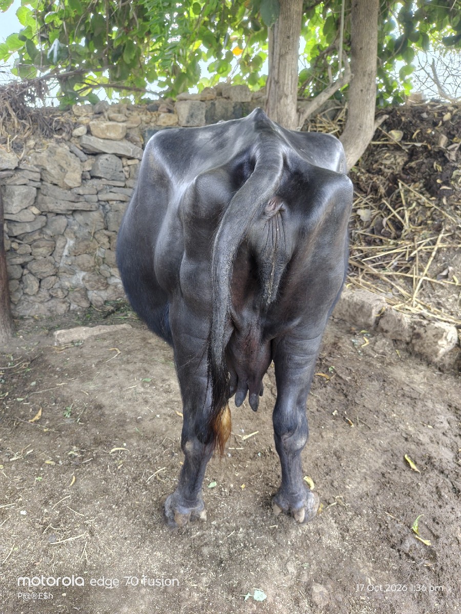 Post Image 2