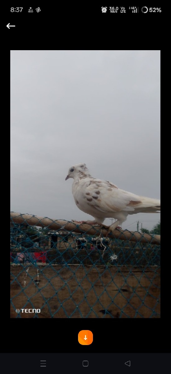 Post Image 2