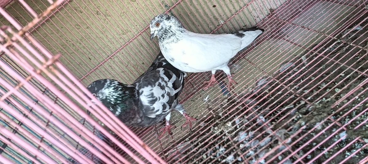 Post Image 3