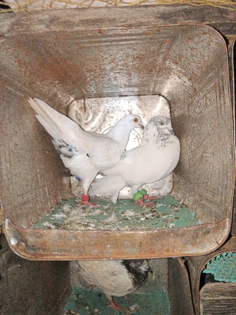 Post Image 3