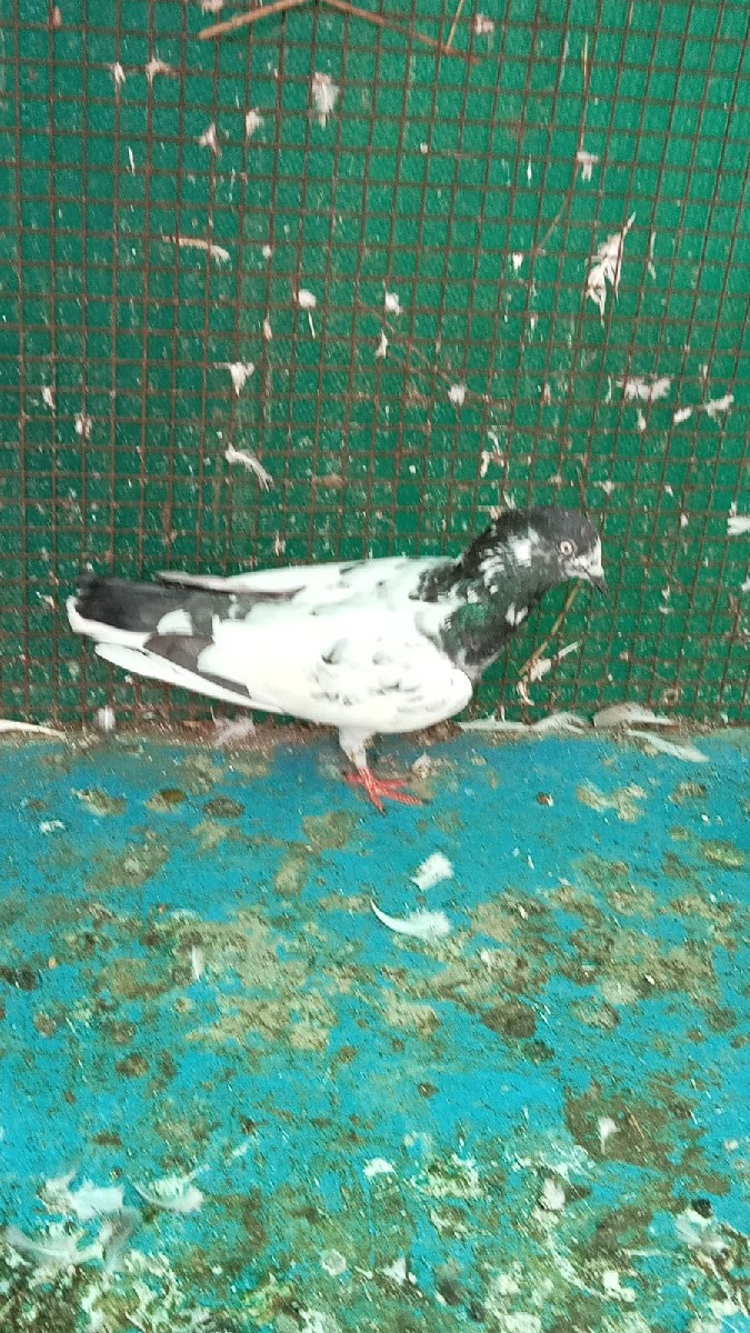 Post Image 3