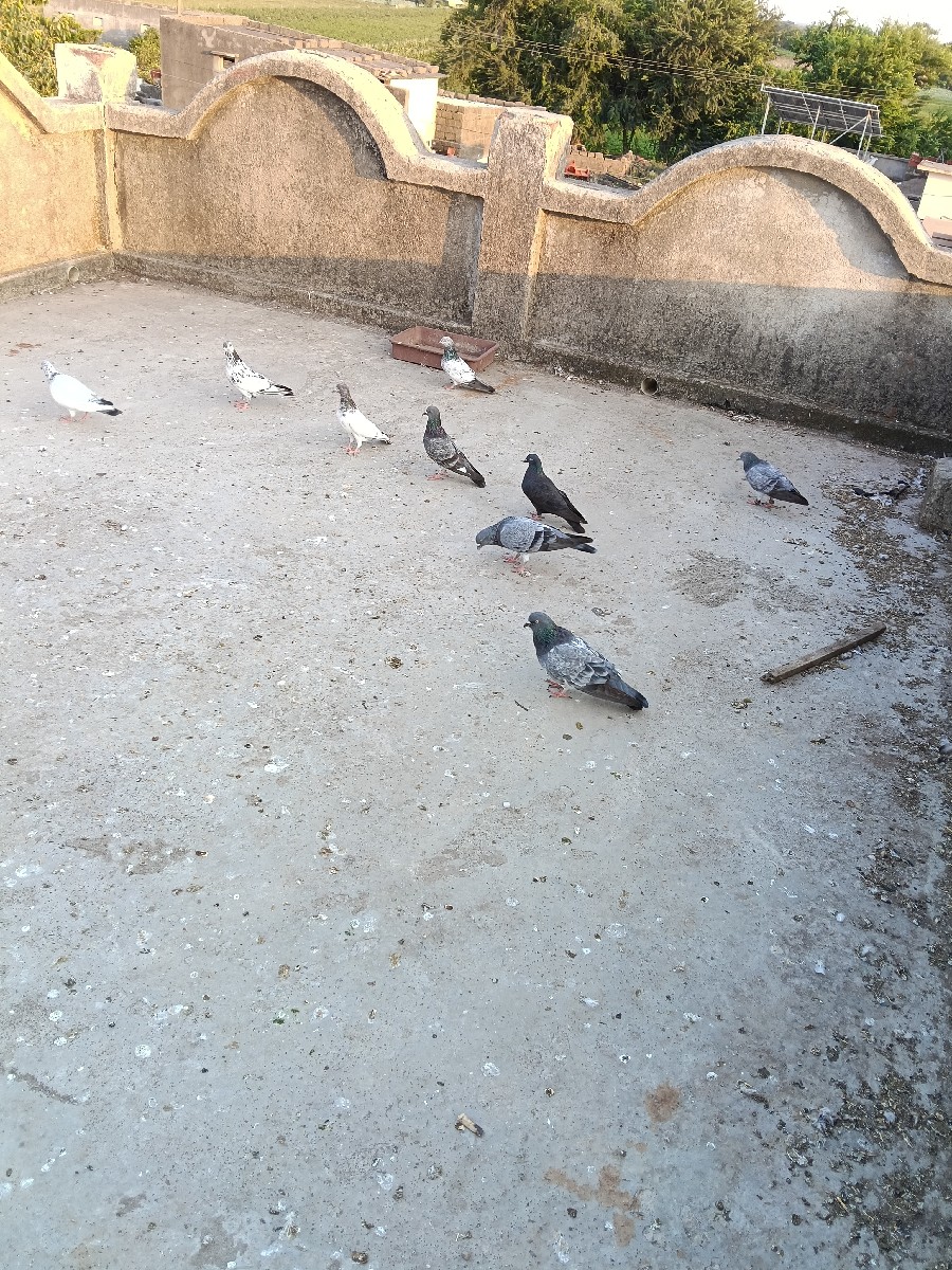 Post Image 2