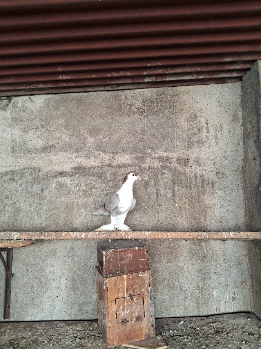 Post Image 1