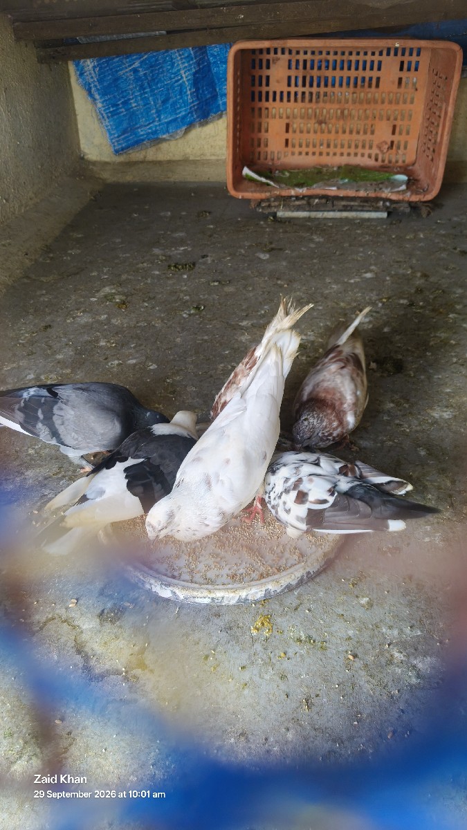 Post Image 2