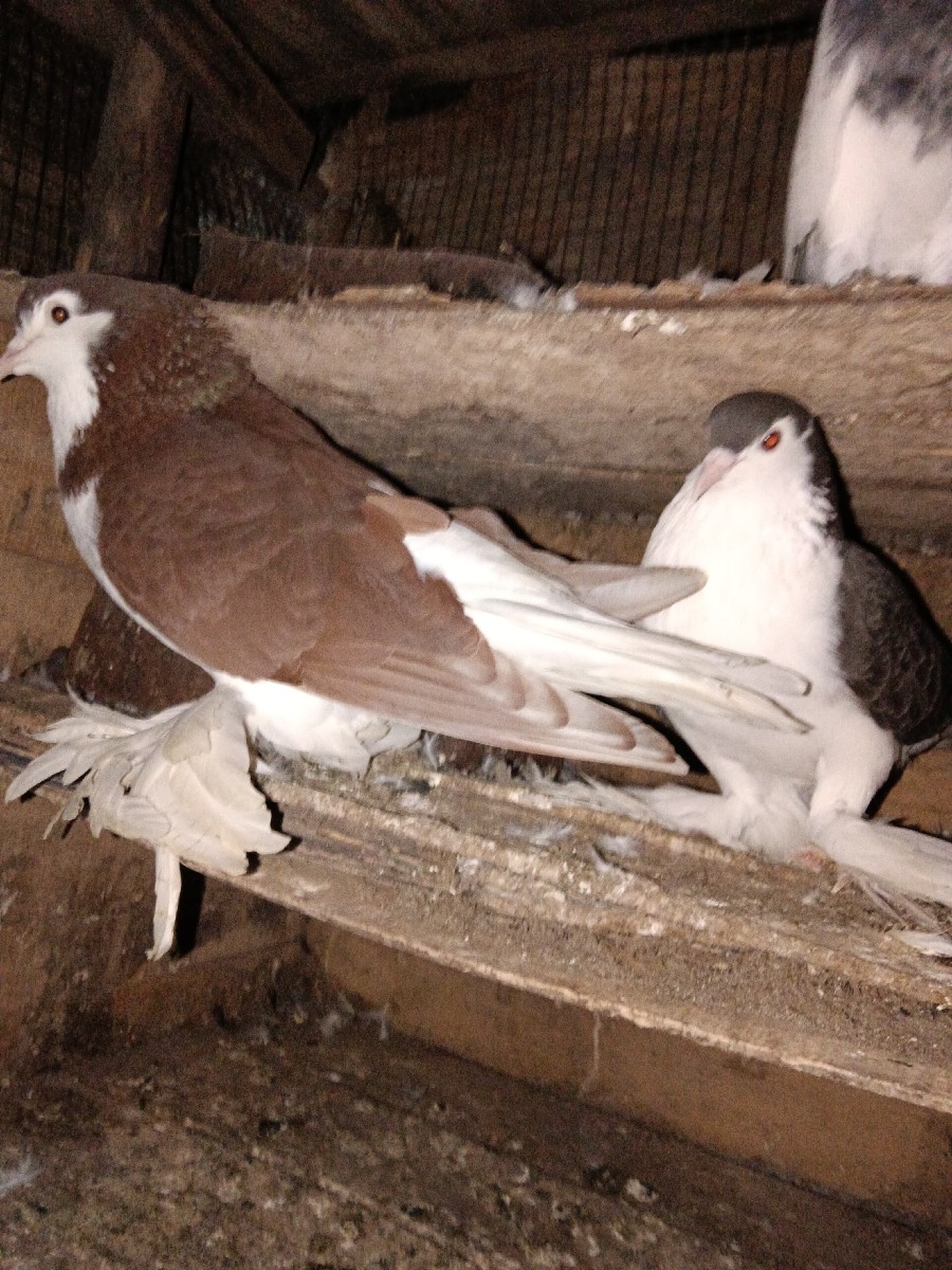 Post Image 2
