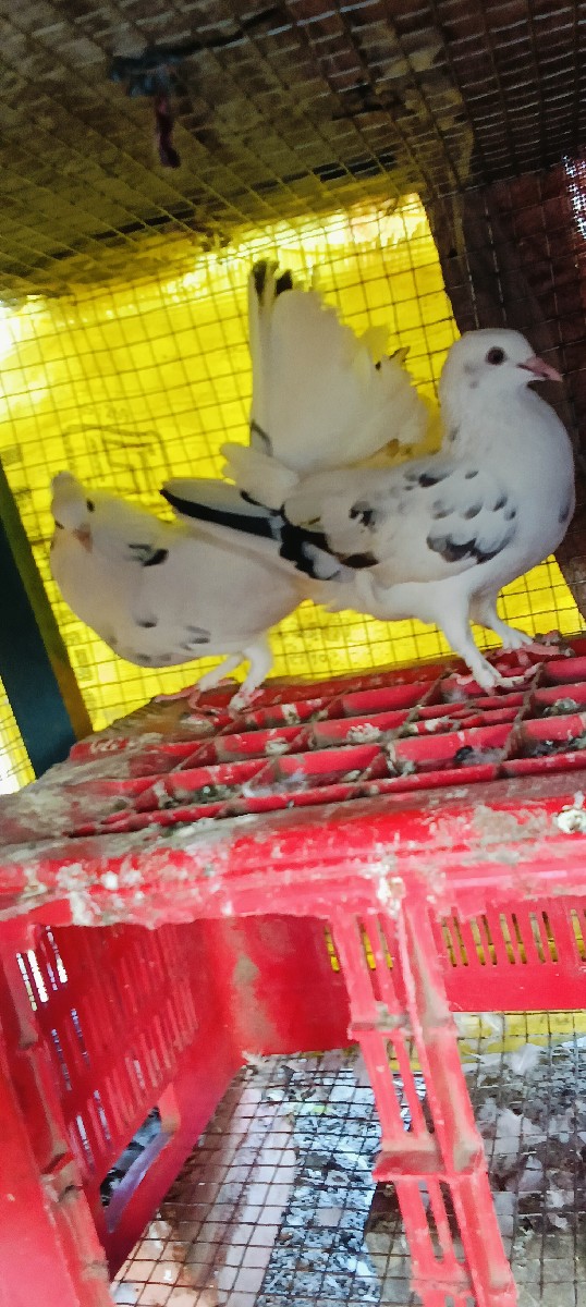 Post Image 2