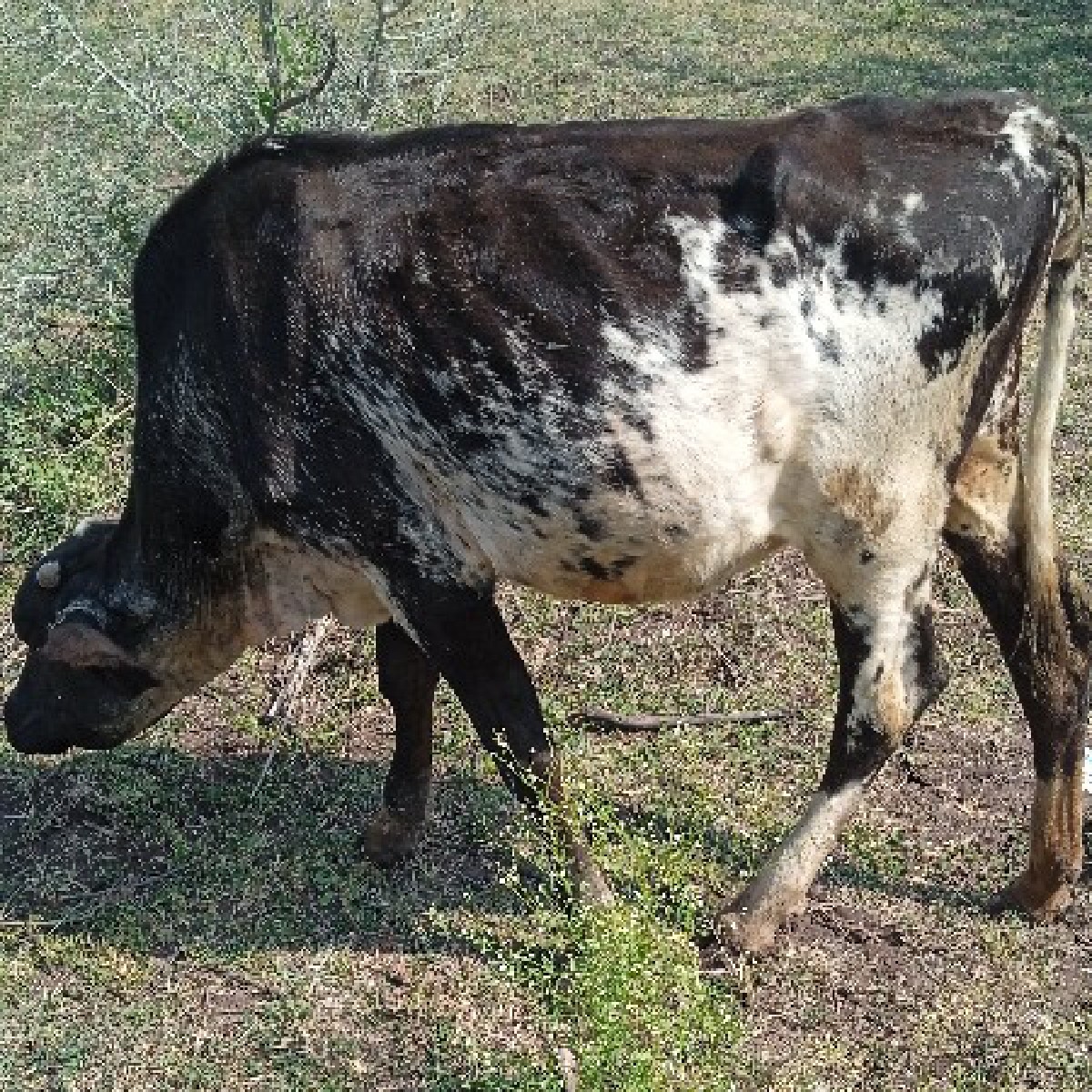 Post Image 1