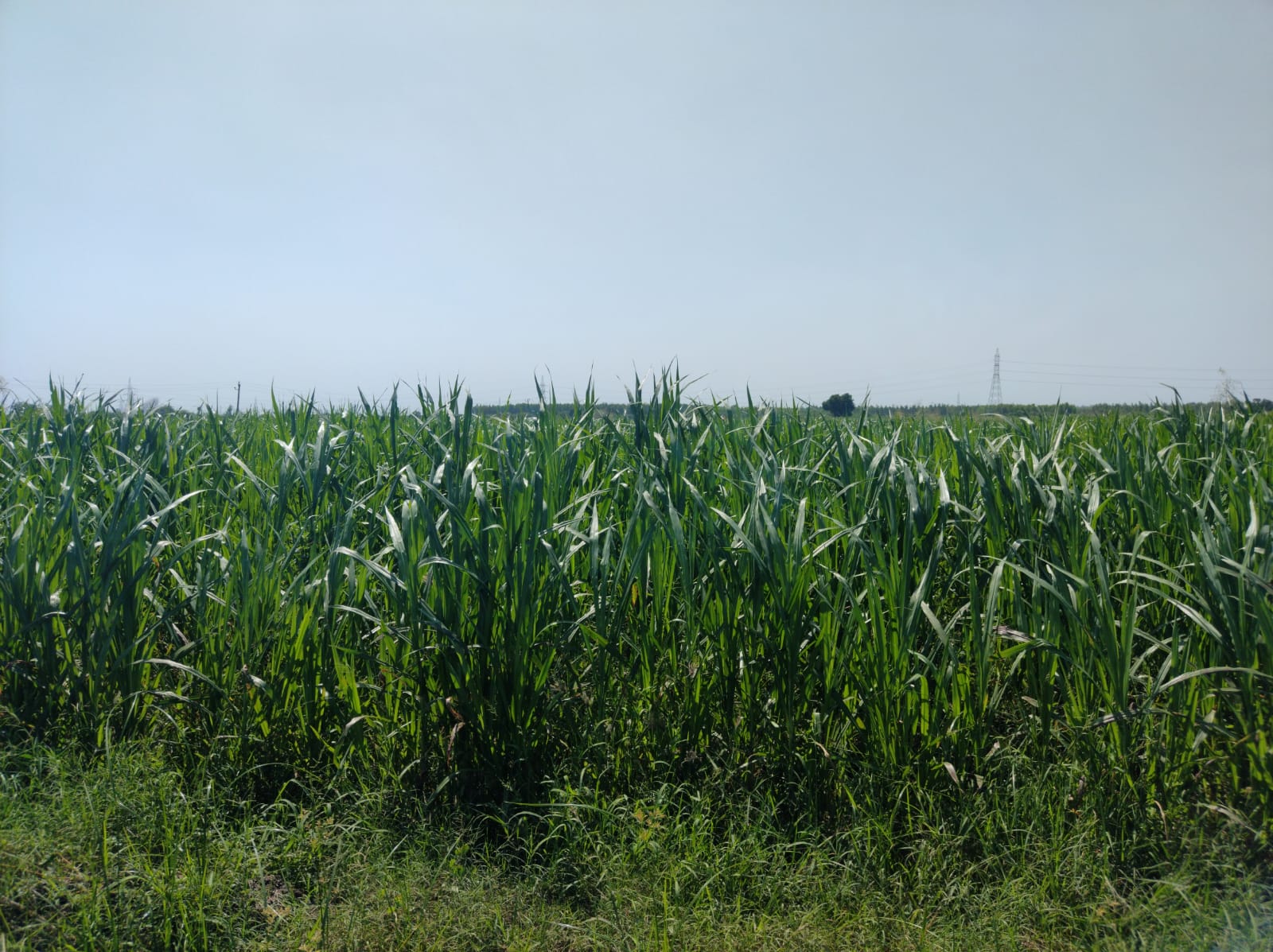 Post Image 2