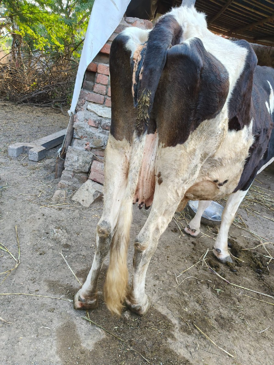 Post Image 3