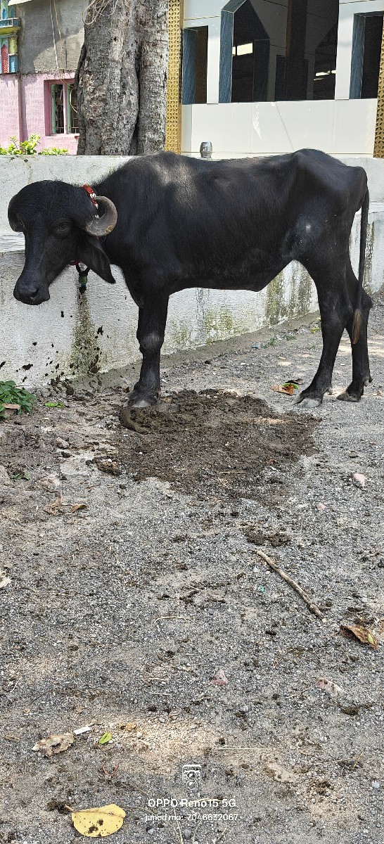 Post Image 4