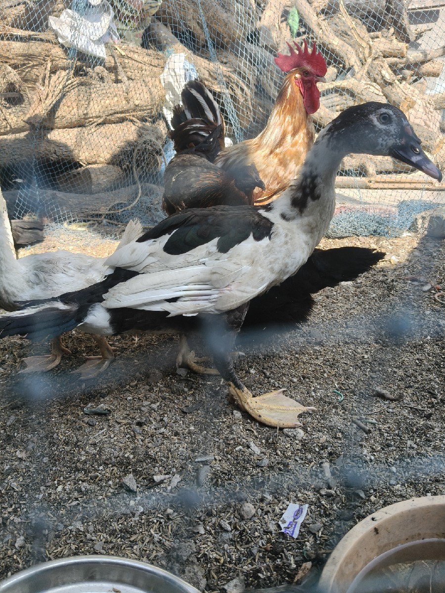 Post Image 2