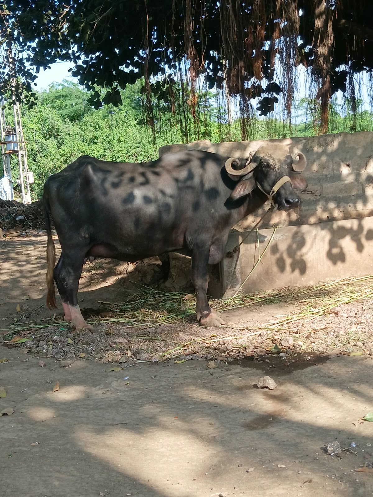 Post Image 4