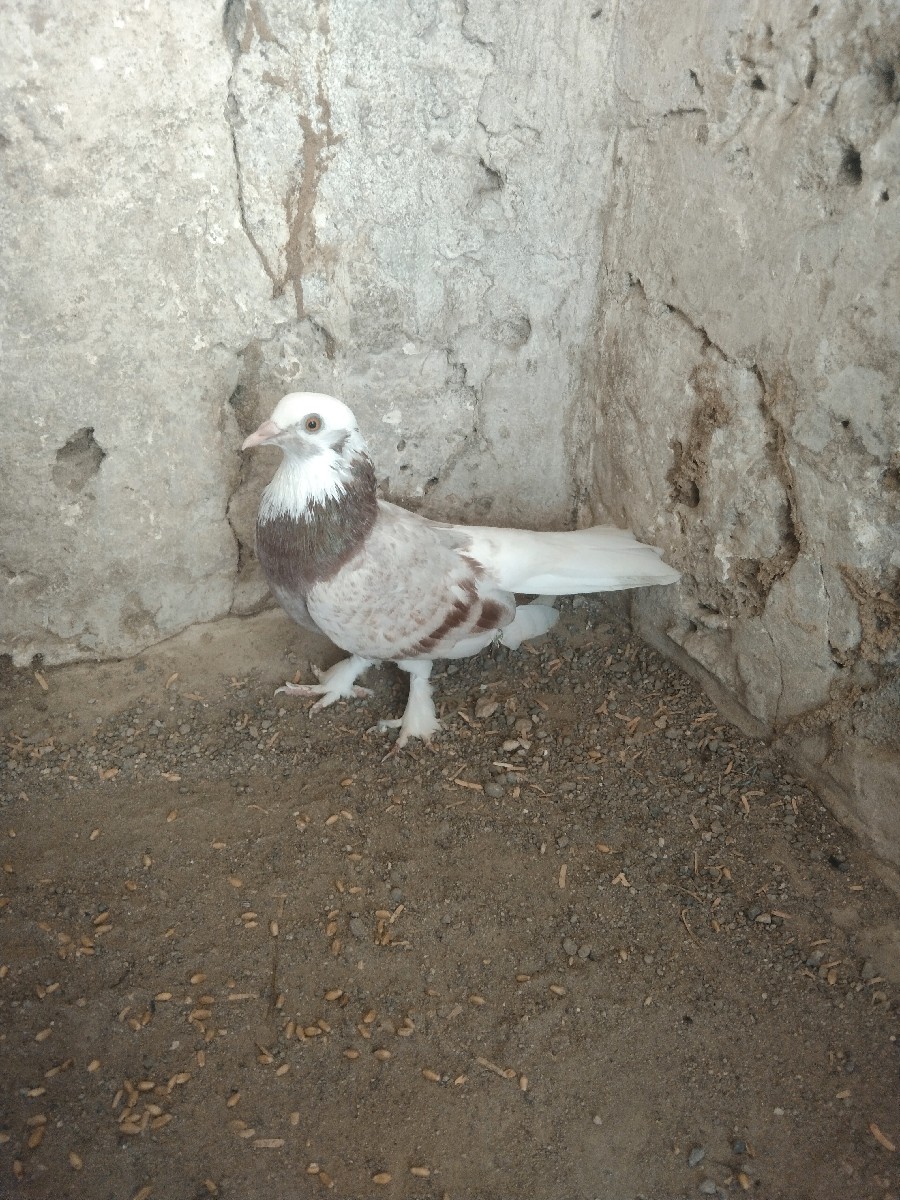 Post Image 2