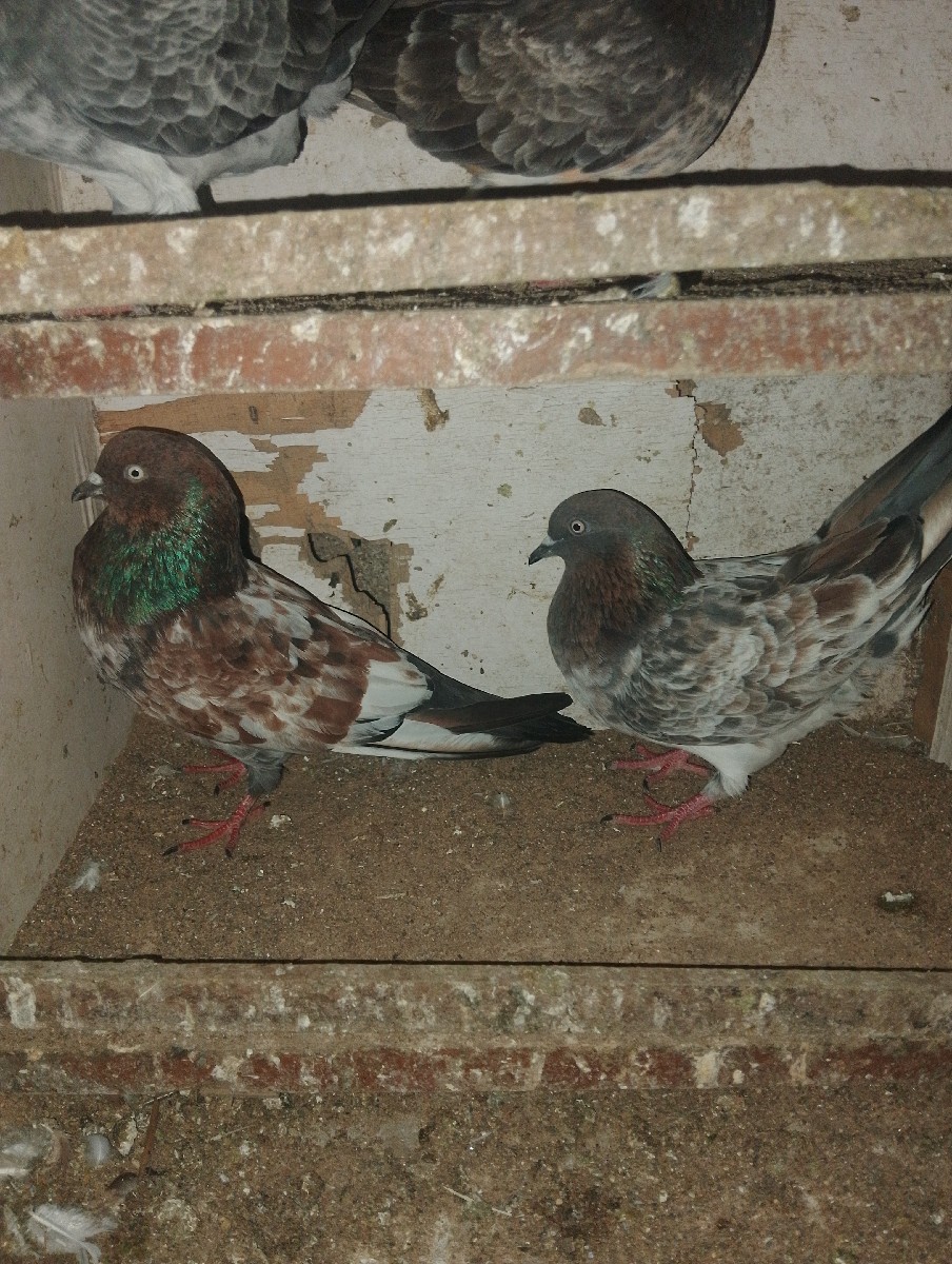 Post Image 2