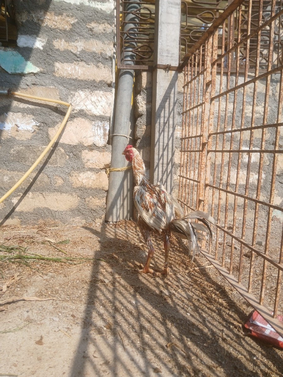 Post Image 3