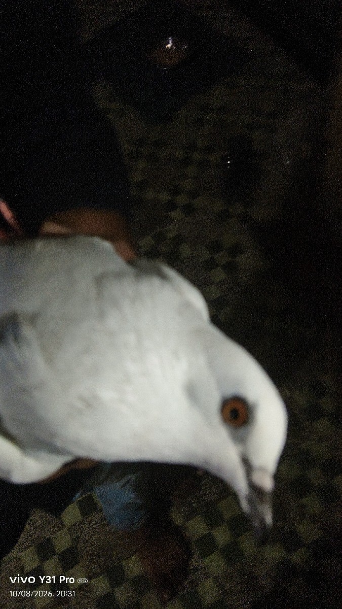 Post Image 3