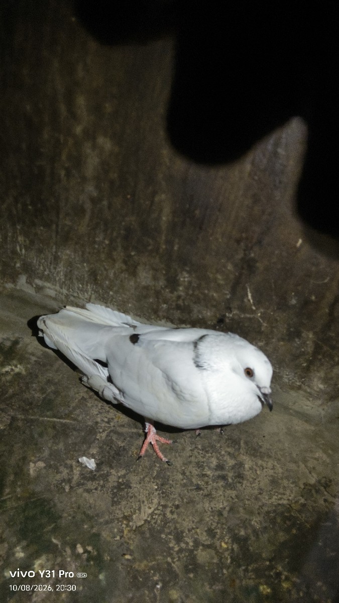 Post Image 1