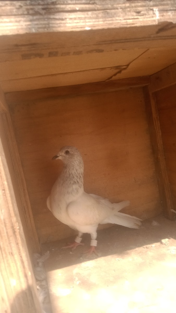 Post Image 2