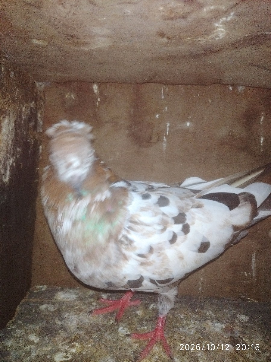 Post Image 2