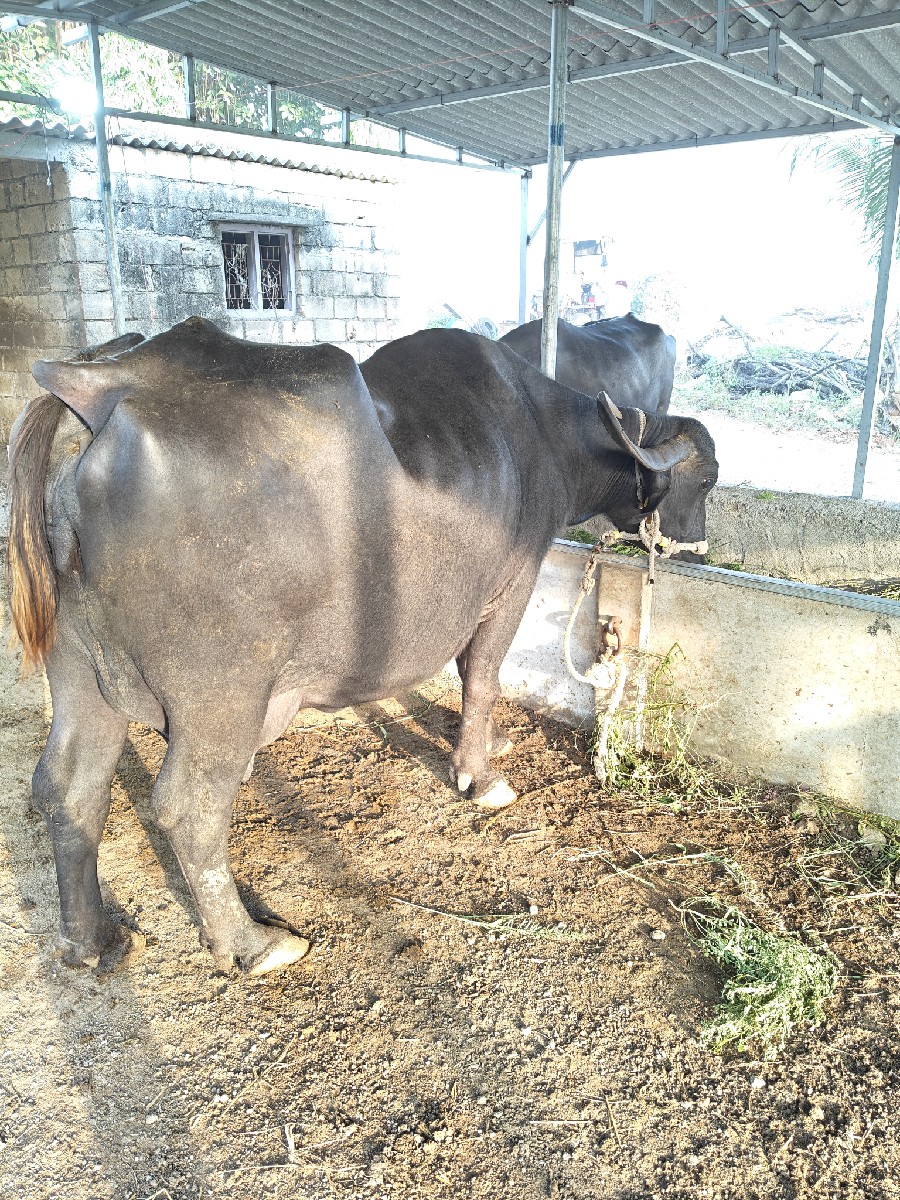 Post Image 2