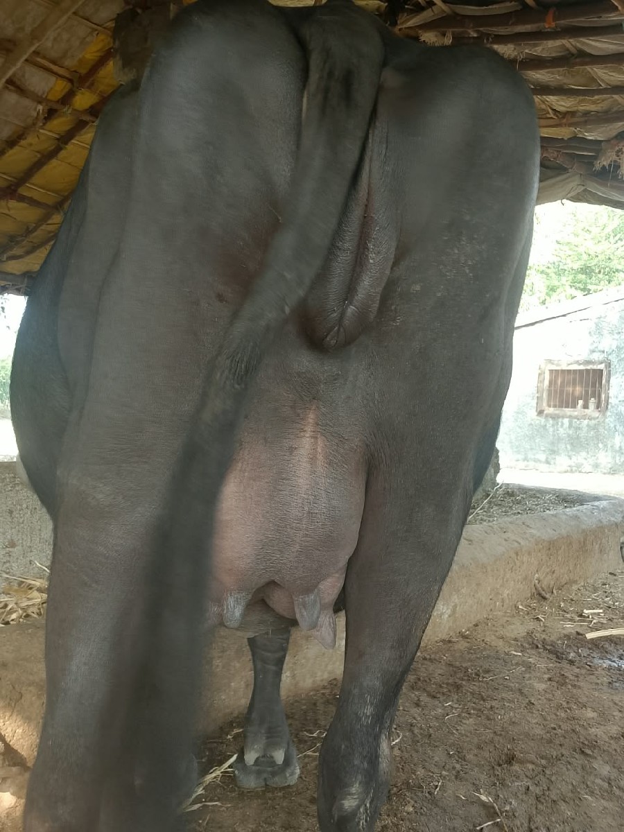 Post Image 2