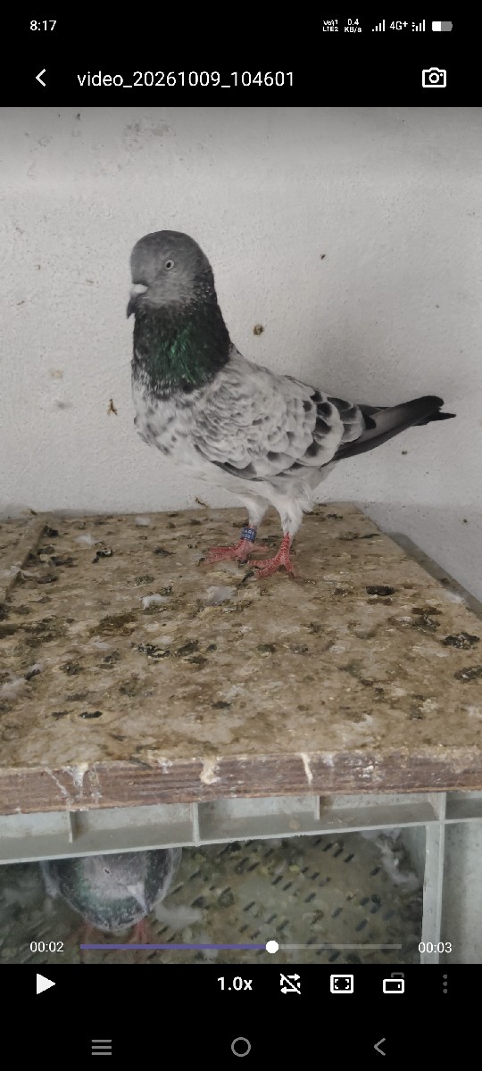Post Image 3