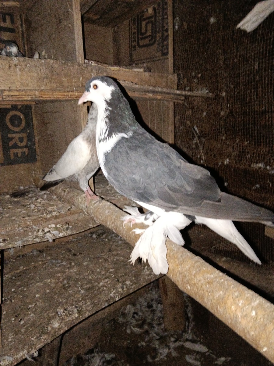 Post Image 3