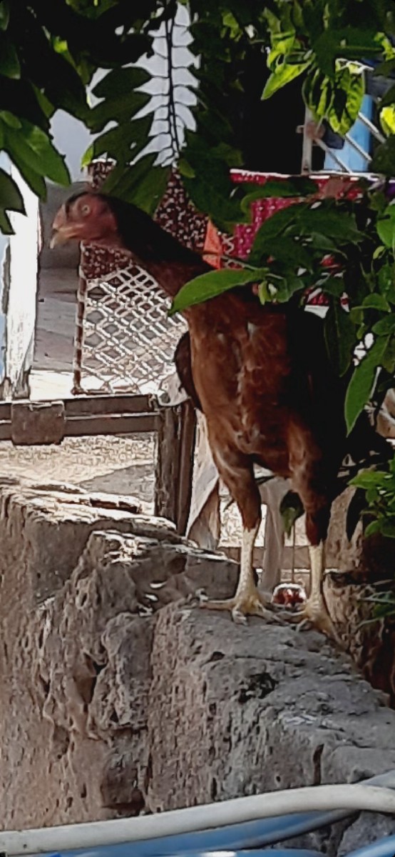 Post Image 3