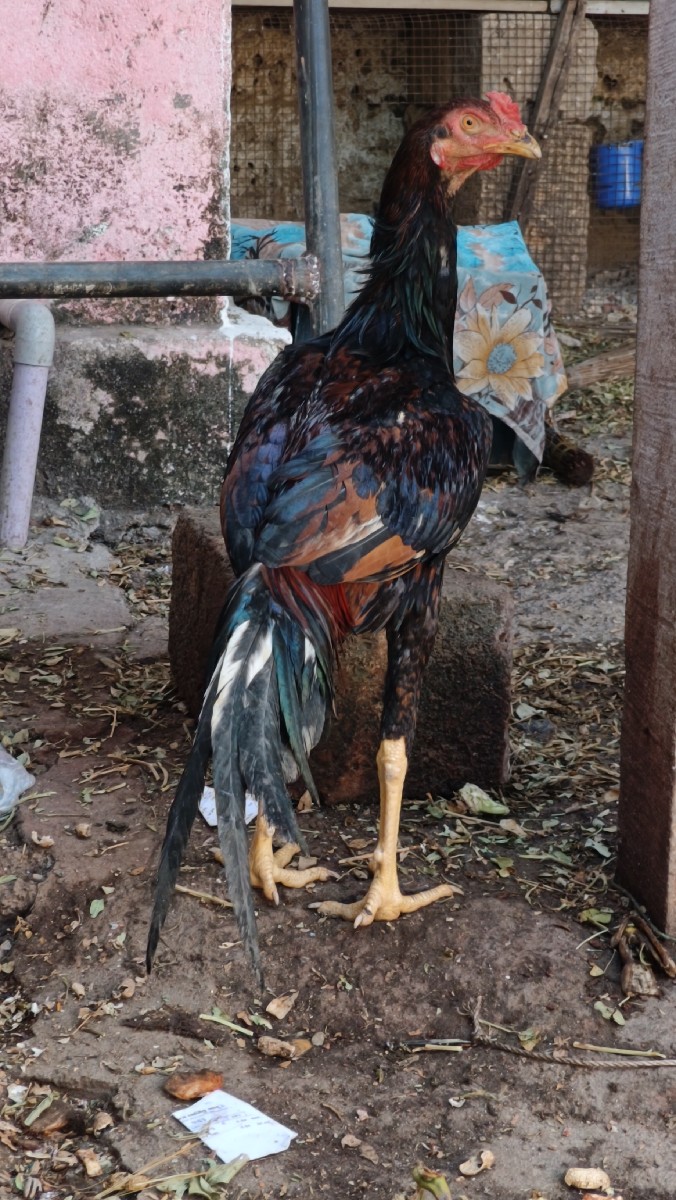 Post Image 1