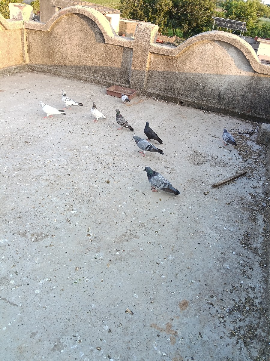 Post Image 3