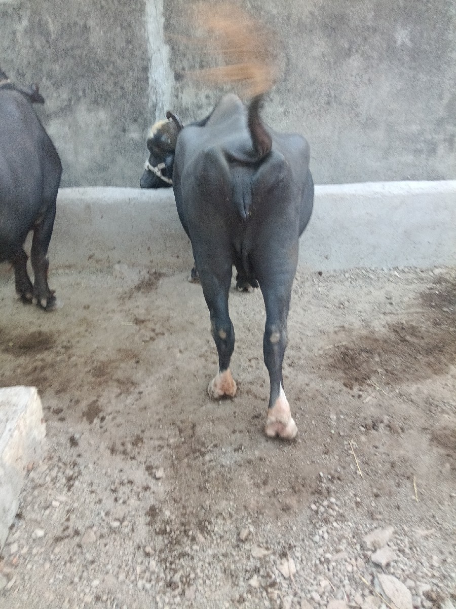Post Image 6