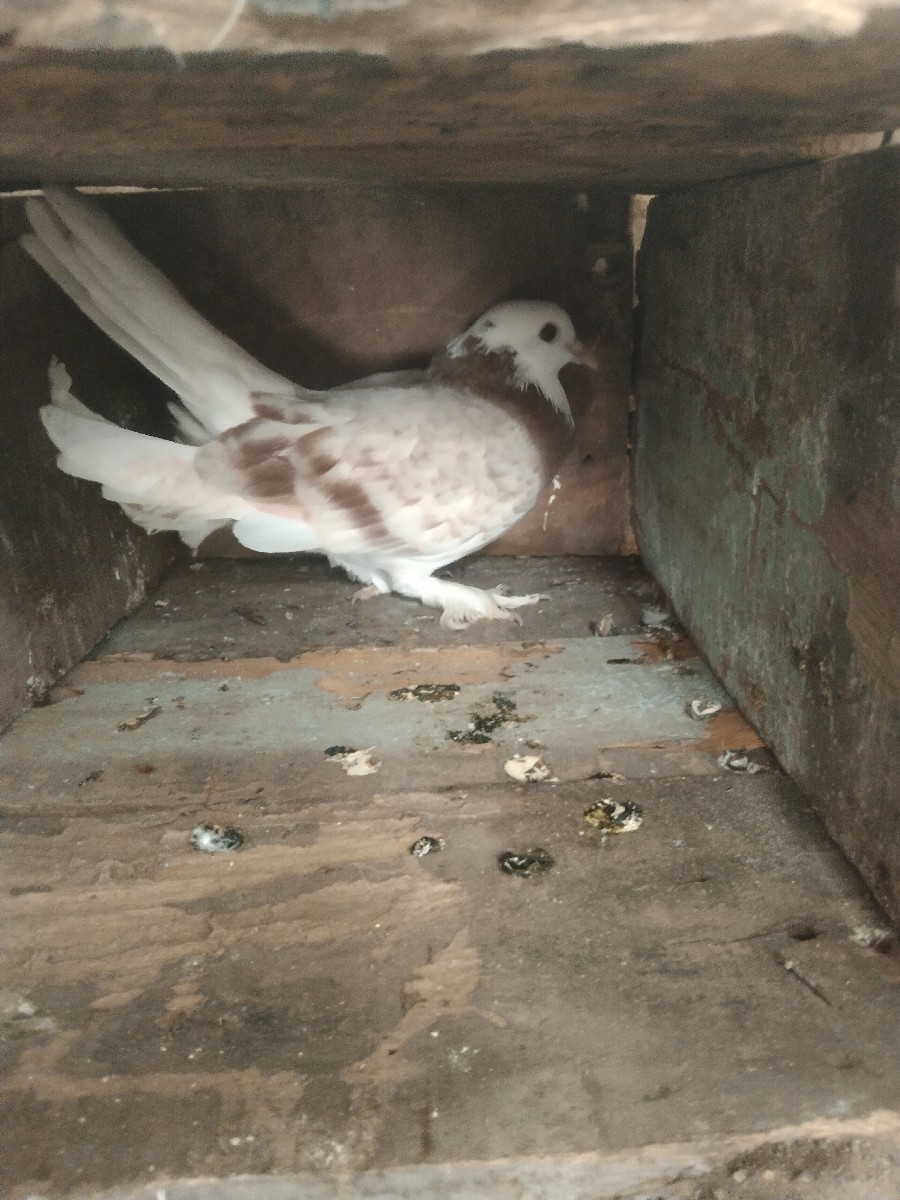 Post Image 1