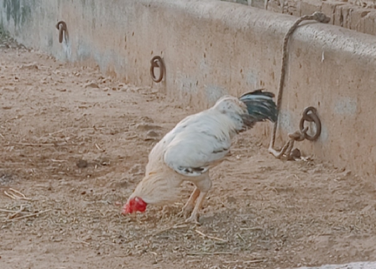 Post Image 2