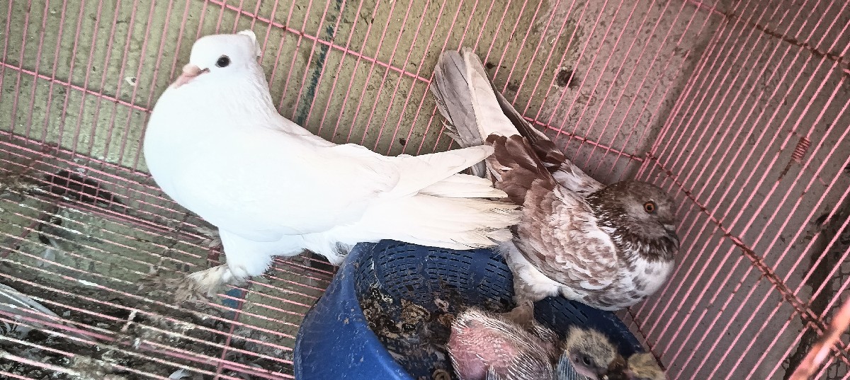 Post Image 3